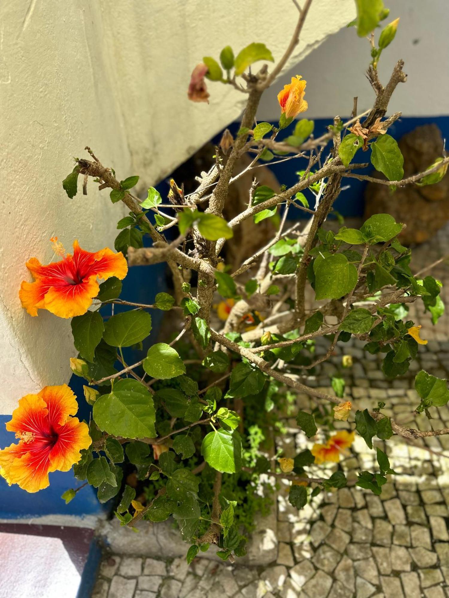Casa Do Poco Acomodação com café da manhã Óbidos Exterior foto